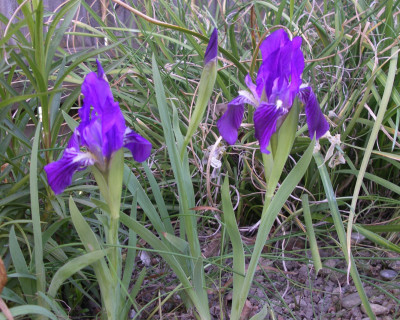 Iris cf. babadagica 29.04.26.JPG