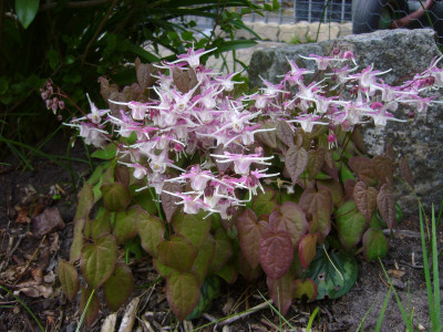 Epimedium Chris Norton 1.JPG