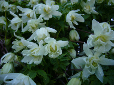 Clematis White Swan c.JPG