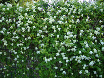 Clematis White Swan b.JPG