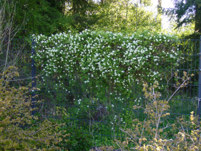 Clematis White Swan a.JPG