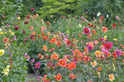 Dahlien-Saemlinge-Sep2112 111_01.JPG