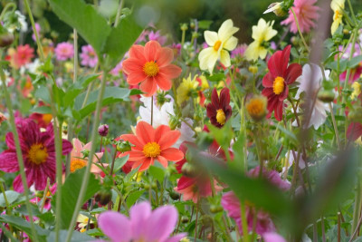 Dahlien-Saemlinge-Sep2113 076_02.JPG