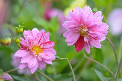 Dahlien-Saemlinge-Sep2113 106_03.JPG