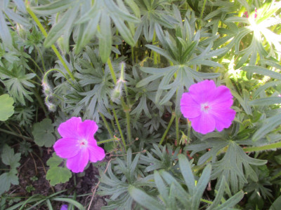 Geranium sanguineum