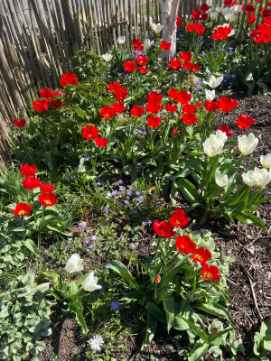IMG_7908.jpeg