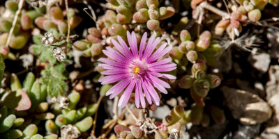 DELOSPERMA COOPERI JEWEL 2.jpg