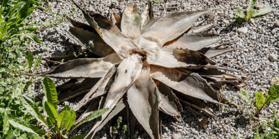 AGAVE MONTANA.jpg