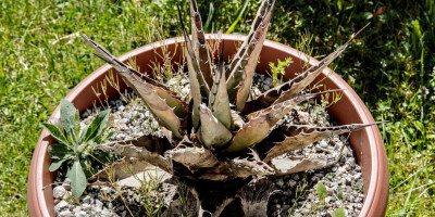 AGAVE PARRYI SUBSP NEOMEXICANA.jpg