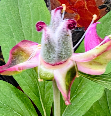 IMG_20260430_204416596_HDR~2.jpg