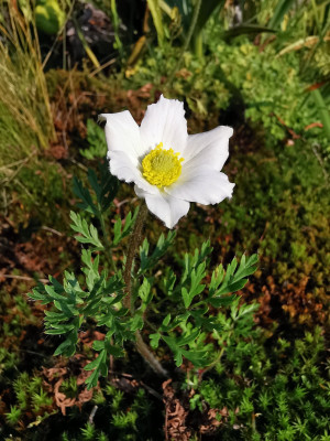 IMG_20200811_090946_Pulsatilla alpina ssp alba.jpg