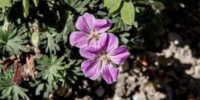 GERANIUM SANGUINEUM CANON MILES.jpg