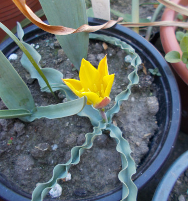 DSCN7320_Tulipa_zonneveldii.jpg
