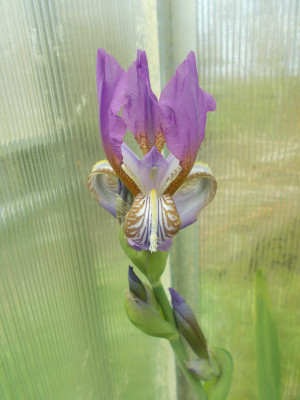 DSCN7272_Iris_albertii.jpg