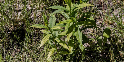 PHLOX AMPLIFOLIA CHRISTINE.jpg