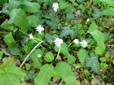 Bärlauch