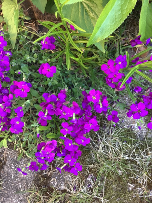 IMG_0774.jpeg