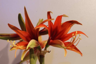Hippeastrum_Merenque.JPG