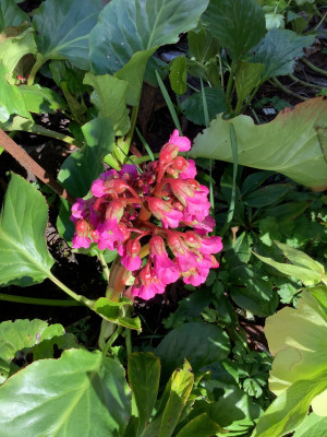 IMG_0767.jpeg
