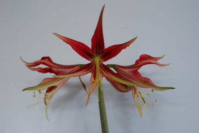 Hippeastrum_Tango.JPG