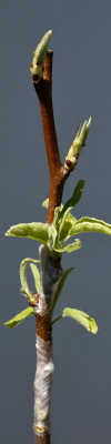 austrieb_gellert_knospen_willi_crop.jpg