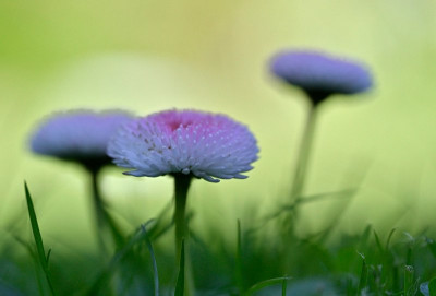 Bellis-Bellis-Mai0126_045_02_03.JPG