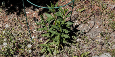 PHLOX AMPLIFOLIA AUGENSTERN.jpg
