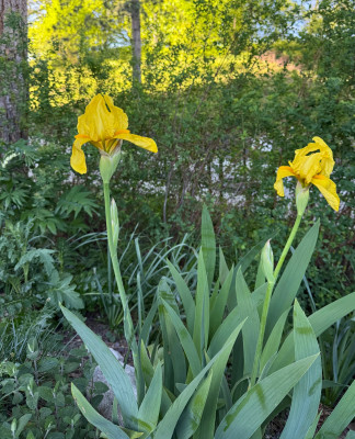 IMG_9003.jpeg