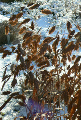 090112_Plattahrengras.jpg