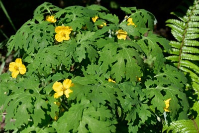 Stylophorum-diphyllum-Mai0126_048_01.JPG