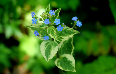 Brunnera macrophylla variegata