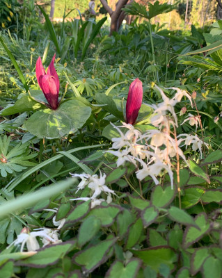 IMG_5348.jpeg