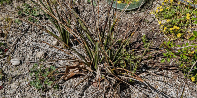 HESPERALOE PARVIFLORA.jpg