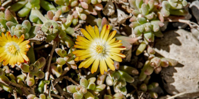 DELOSPERMA COOPERI JEWEL 3.jpg