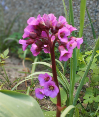260501_Bergenie.jpg