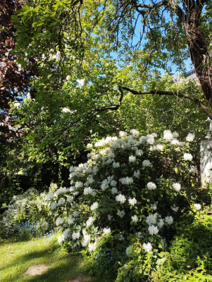 260501_Rhododendron_Deutzie.jpg