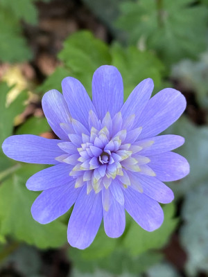 'Canon Ellacombe'