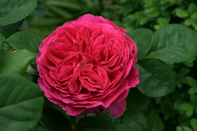 Rose_Othello0308a.jpg