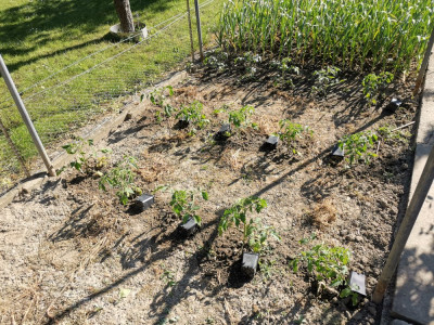Tomaten 20260501.jpeg