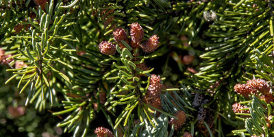 PICEA OMORIKA.jpg