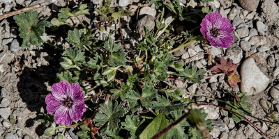 GERANIUM CINEREUM JOLLY JEWEL LILAC 1.jpg