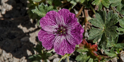 GERANIUM CINEREUM JOLLY JEWEL LILAC 2.jpg