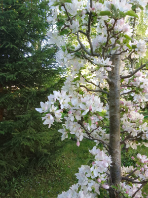 Apfelblüte