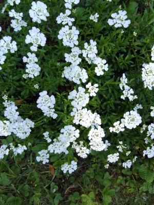 Schleifenblume