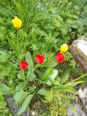 Tulpen noname
