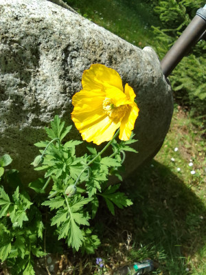 Meconopsis/Papaver ?