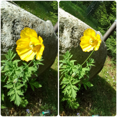 Meconopsis cambrica