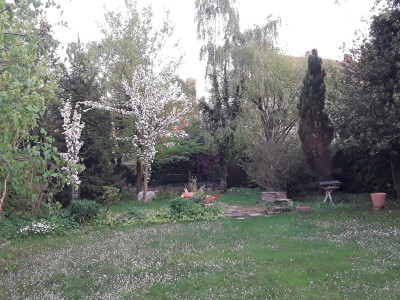 Apfelbäume