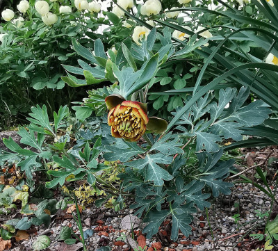 IMG_20230510_165355_Paeonia brownii2023.jpg