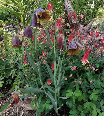 IMG_20260502_154125_Fritillaria pyrenaica.jpg